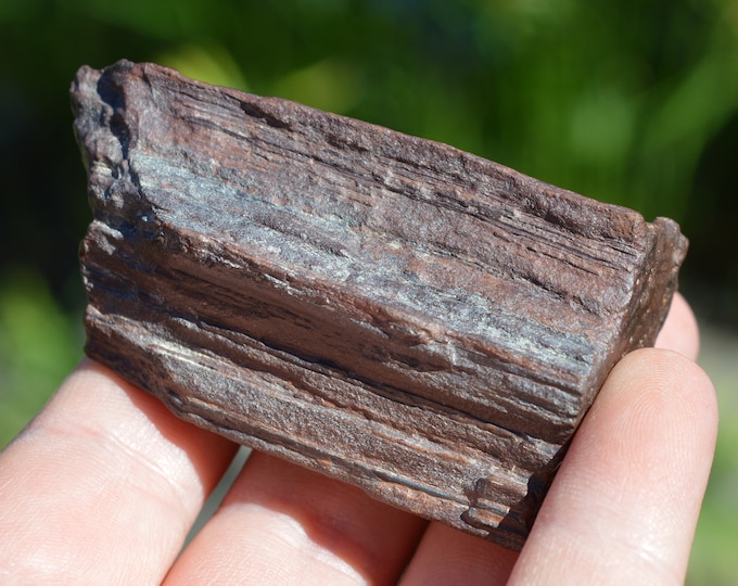 Fossil wood 154 grams - Timimoun, Timimoun District, Timimoun Province, Algeria