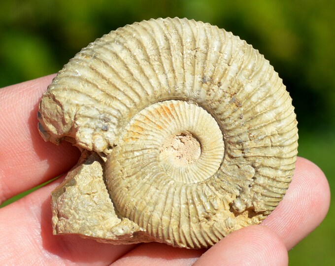 Subdiscosphinctes sp - Oxfordian - 46 grams - Cherves, France