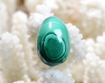 Oeuf - Malachite - 12 grammes - Congo