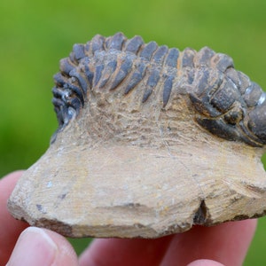 Trilobite - Crotalocephalina (Crotalocephalus) gibbus - Devoniano inferiore - Oufaten, vicino a Alnif, Marocco