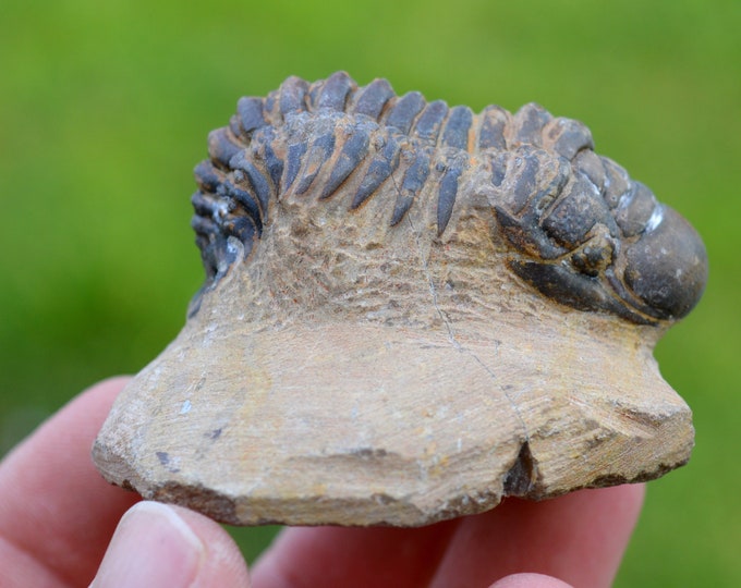 Trilobite - Crotalocephalina (Crotalocephalus) gibbus - Lower Devonian - Oufaten, near Alnif, Morocco