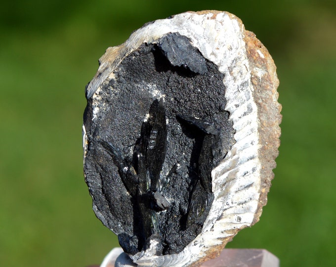 Vivianite & Fossil Shell 60 grams - Chernomorsky mine, Russia