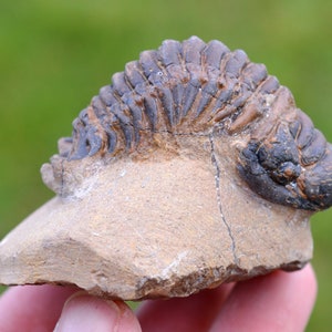 Trilobite - Crotalocephalina (Crotalocephalus) gibbus - Devoniano inferiore - Oufaten, vicino a Alnif, Marocco
