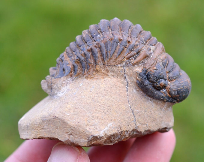 Trilobite - Crotalocephalina (Crotalocephalus) gibbus - Lower Devonian - Oufaten, near Alnif, Morocco