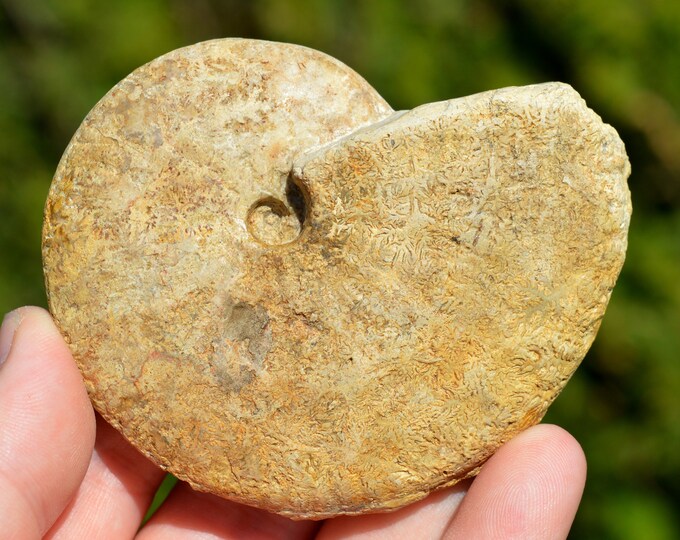 Phlycticeras Dorsocavatum Quenstedt - Bathonien - 168 grams - St Jean aux Amognes, France