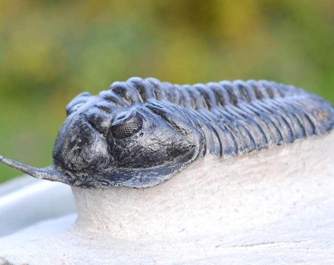 Trilobite - Malladoid Moroconites - Middle Devonian - 79 mm - Jebel Oufaten, Morocco