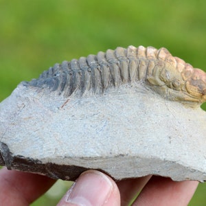 Trilobite - Crotalocephalina (Crotalocephalus) gibbus - Devoniano inferiore - Oufaten, vicino a Alnif, Marocco