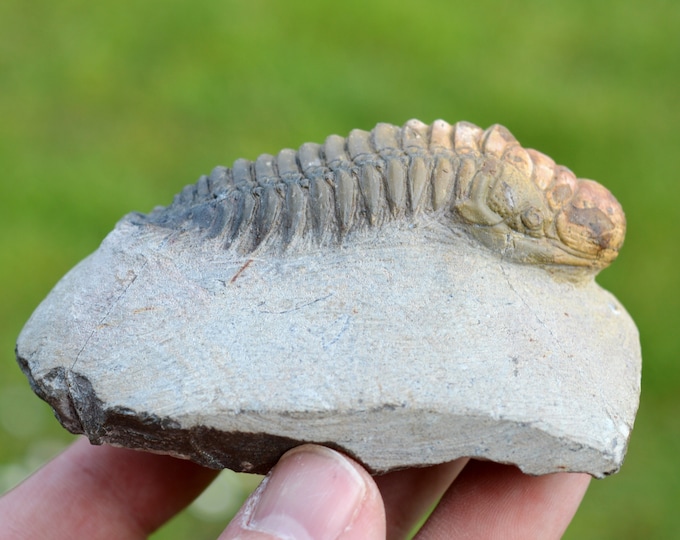 Trilobite - Crotalocephalina (Crotalocephalus) gibbus - Lower Devonian - Oufaten, near Alnif, Morocco