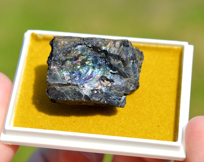 Chalcopyrite on Charcoal 15 grams - Bexbach halde, Saarpfalz-Kreis, Saarland, Germany
