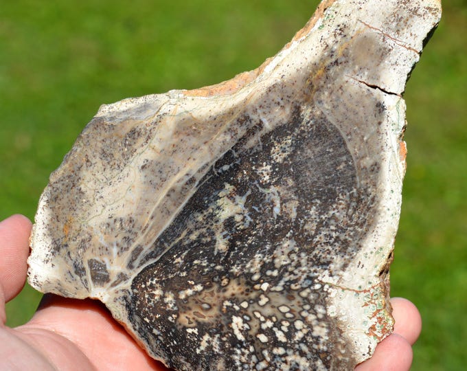 Sequoia Fossil Wood Slice 617 grams - Yellowstone National Park, Montana, USA
