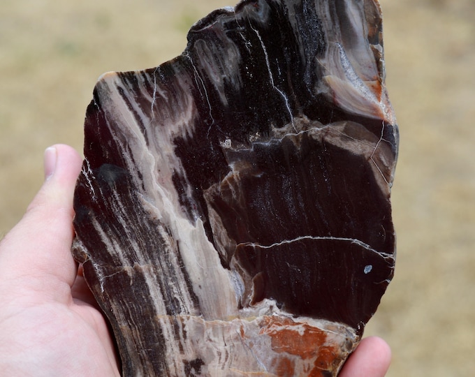 Fossilized wood, 639 grams - Mahajanga Province, Madagascar