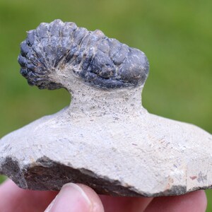 Trilobite - Crotalocephalina (Crotalocephalus) gibbus - Devoniano inferiore - Oufaten, vicino a Alnif, Marocco