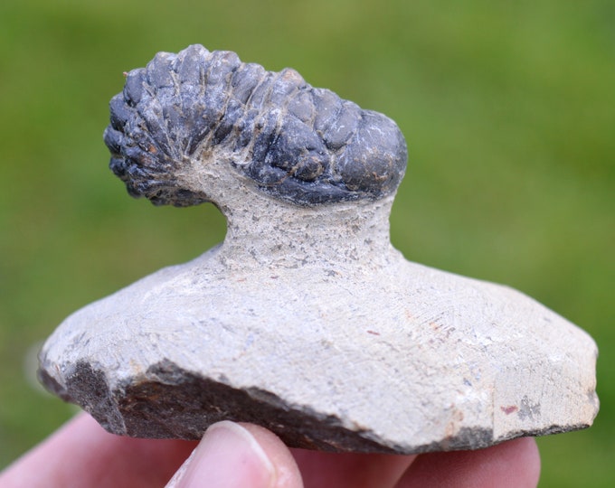 Trilobite - Crotalocephalina (Crotalocephalus) gibbus - Lower Devonian - Oufaten, near Alnif, Morocco