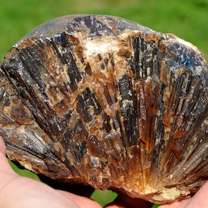 May include: A rough, natural mineral specimen with a fan-like structure. The stone features a mix of dark brown, black, and amber hues, with a crystalline texture. The mineral is held in a hand against a blurred green background.