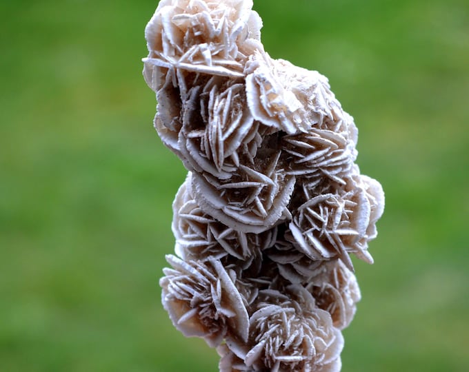 Gypsum var. Rose des sables 88 grams - Samalayuca Desert, Ahumada Municipality, Chihuahua, Mexico