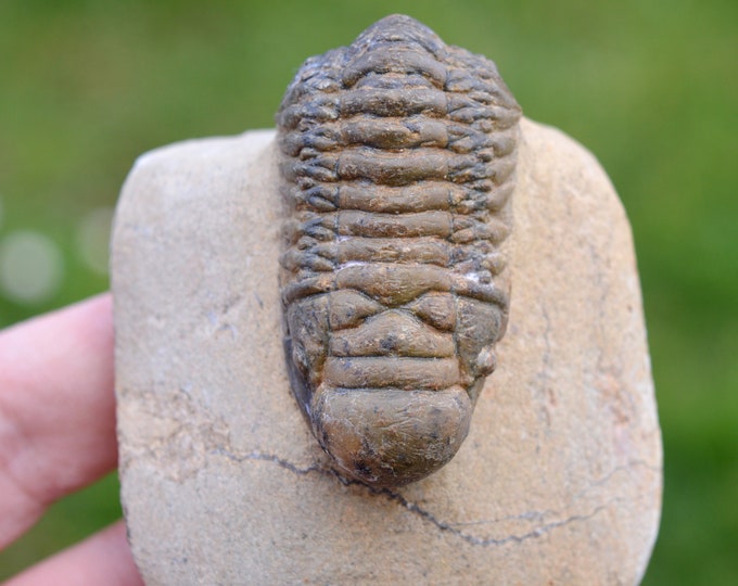 Trilobite - Crotalocephalina (Crotalocephalus) gibbus - Lower Devonian - Oufaten, near Alnif, Morocco