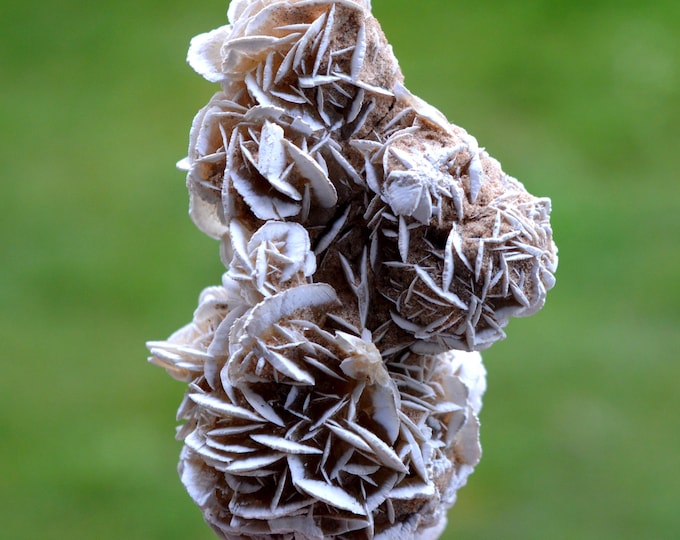 Gypsum var. Rose des sables 97 grams - Samalayuca Desert, Ahumada Municipality, Chihuahua, Mexico
