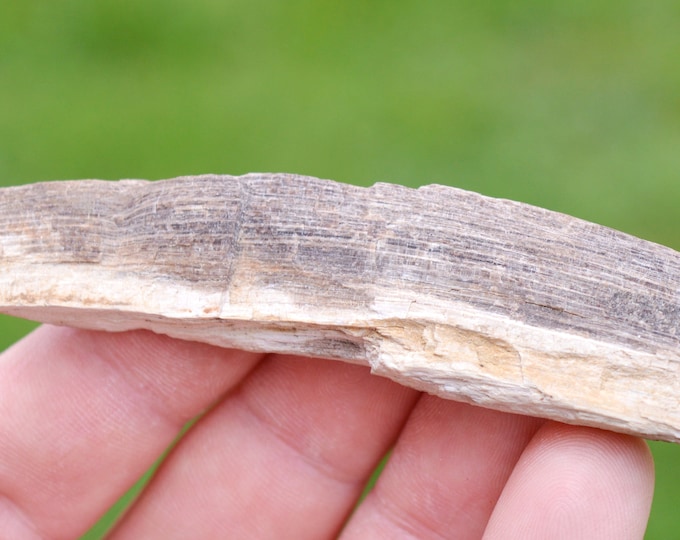 Fossil wood 24 grams - Le Val-d'Ajol, Épinal, Vosges, Grand Est, France