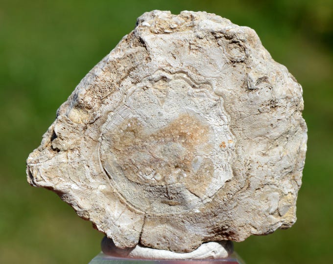Sphaerulites foliaceus - Cenomanian-Turonian - Bézenac, Castels and Bézenac, Sarlat-la-Canéda, Dordogne, New Aquitaine, France