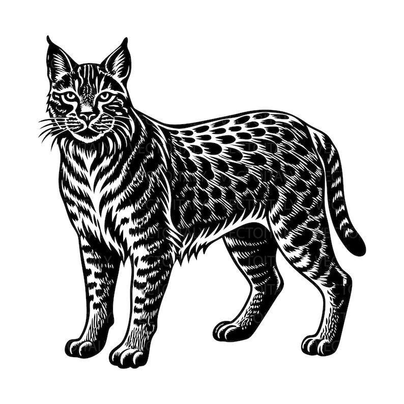 Bobcat INSTANT DOWNLOAD 1 Vector, Eps, Pdff, Svg ,png Vinyl Cutter ...