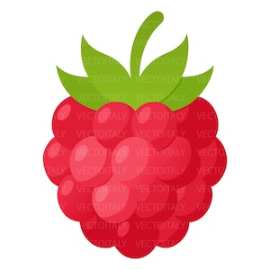 Può includere: Un'illustrazione vibrante di un lampone, con un gruppo di drupe rosse e rotonde. Il frutto è sormontato da foglie verdi e un gambo. Il testo "VECTOITALY" è ripetuto sull'immagine.
