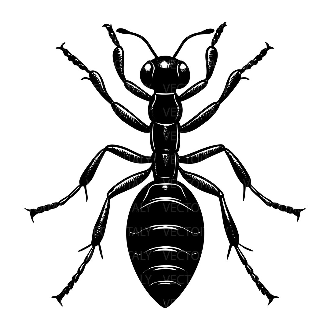 Ant Svg Cutting Image, Ant Clip Art Svg, Ant Pdf Clipart, Ant Vinyl Cut ...