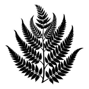 Può includere: Silhouette nera di felce su sfondo bianco. La felce presenta uno stelo centrale con più fronde che si estendono verso l'esterno, ciascuna composta da molte piccole foglioline. Il design è dettagliato e simmetrico, adatto a prodotti a tema botanico.