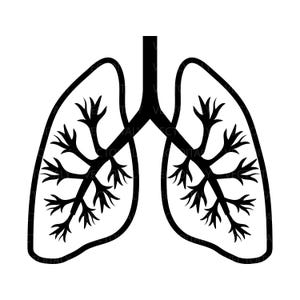 Op de afbeelding: Een zwart-wit illustratie van menselijke longen. De longen worden afgebeeld in een gestileerde, anatomische weergave, met de vertakte bronchiolen en de algemene vorm duidelijk gedefinieerd tegen een witte achtergrond. De afbeelding is een eenvoudig grafisch ontwerp.
