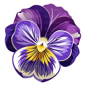Può includere: Un'illustrazione di un fiore di viola del pensiero con petali sovrapposti in tonalità viola intenso, violetto e bianco. Il centro del fiore presenta un occhio giallo brillante con venature radianti viola scuro su sfondo bianco.