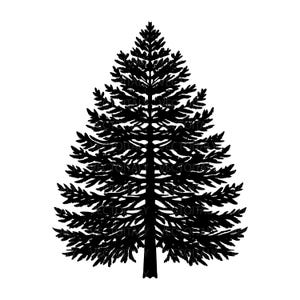 Può includere: Silhouette nera di un pino su sfondo bianco. L'albero ha una forma triangolare con rami e aghi dettagliati, creando un aspetto strutturato. Il design è semplice e grafico.