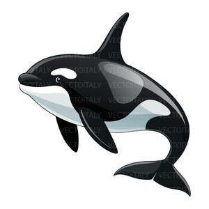 Pode incluir: Uma ilustração estilizada de uma orca com um esquema de cores preto e branco brilhante. A orca é representada em movimento de natação com uma barbatana dorsal proeminente, uma mancha ocular branca e uma barriga branca num fundo liso.