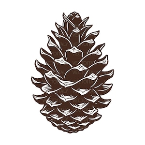 May include: A detailed illustration of a pine cone in shades of brown and white. The pine cone is depicted in a realistic style, with intricate details of its scales and overall shape. The image is set against a clean white background.