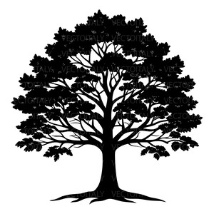 Baum-SVG, Eichensetzling-Vektor, Ahornstrauch-Datei, Genealogie-Logo, Silhouette, Cricut – PNG – PDF – Cricut – Clipart