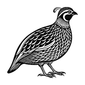 Può includere: Illustrazione in bianco e nero di una quaglia. L'uccello è raffigurato di profilo, con dettagli intricati delle piume e una cresta prominente. L'immagine ha un design grafico pulito, adatto a varie applicazioni.