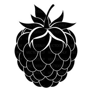 Può includere: Illustrazione in bianco e nero di un lampone. Il frutto è raffigurato con una texture dettagliata, con una forma arrotondata composta da molti piccoli segmenti. Anche le foglie e il gambo sono in bianco e nero.