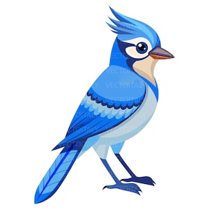 Può includere: Illustrazione di una ghiandaia azzurra. L'uccello presenta una cresta, un becco nero e un piumaggio blu e bianco. Il testo "VECTOITALY" è visibile sullo sfondo.