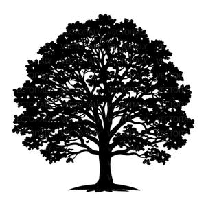 May include: A black silhouette of a large tree with a full, rounded crown. The tree's branches and leaves are densely packed, creating a solid, dark shape against the white background. The trunk is thick and sturdy.