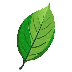 Puede incluir: Una ilustración de una hoja de color verde vibrante con una punta afilada y un borde dentado. La hoja muestra una vena central de color verde oscuro con venas más pequeñas que se ramifican, creando un patrón detallado con degradados.