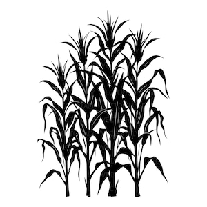 May include: Black and white illustration of corn stalks. The image features several stalks with long, pointed leaves and the characteristic corn silk at the top. The design is a silhouette, perfect for various applications.