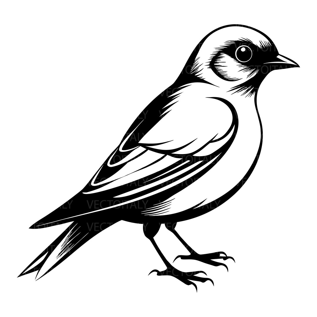 Eastern Bluebird Vector Image (digital Download) - Etsy