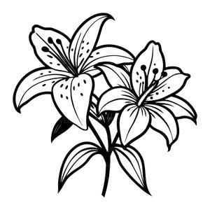 Può includere: Illustrazione in bianco e nero di due gigli in piena fioritura. I fiori hanno petali multipli con macchie scure e stami prominenti. Le foglie e gli steli sono anch'essi raffigurati in nero, creando un contrasto sorprendente.