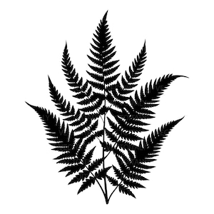 Può includere: Una sagoma nera di una fronda di felce caratterizzata da uno stelo centrale con molteplici foglioline simmetriche e finemente divise che si ramificano verso l'esterno. Il design mostra una struttura botanica dettagliata con punte.