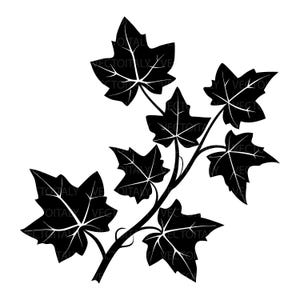 May include: A black and white vector image of an ivy plant. The illustration shows several ivy leaves attached to a central stem, with the veins of the leaves clearly visible. The leaves are a dark shade.
