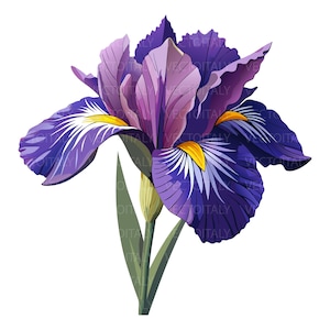 Puede incluir: Una vibrante flor de iris púrpura con pétalos de color violeta intenso, vetas blancas intrincadas y acentos de color amarillo brillante en la base. La flor está sostenida por un tallo verde y dos hojas verdes delgadas y puntiagudas.