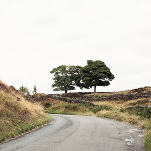 Fine Art Photography Landscape, Tree Print, Gray and Green Artwork, Peak District Print, Earth Tone Living Room Decor, Masculine Wall Art image 3