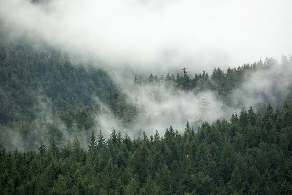Misty Forest Photography Print Washington State Photography Etsy Misty Forest Photography Print Washington State Photography Etsy
