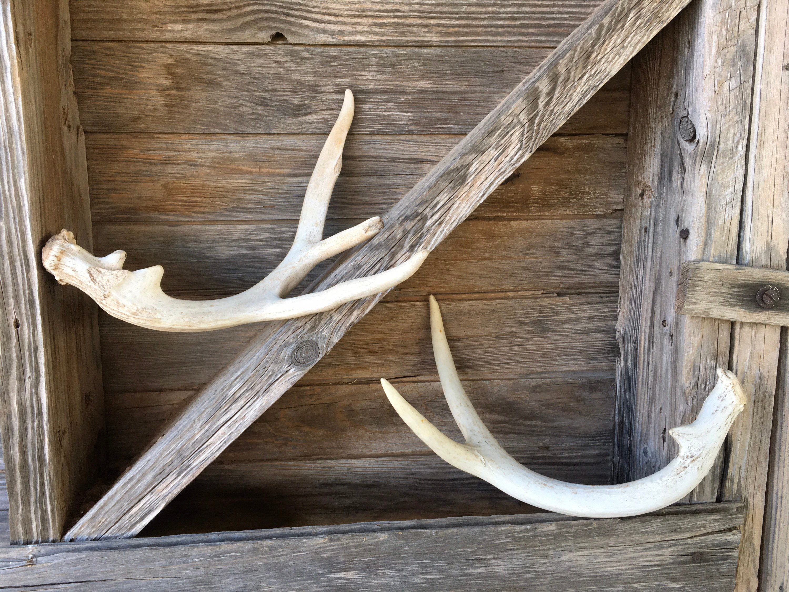 Pair of Large Real Deer Antler Sheds / Authentic Texas Whitetail