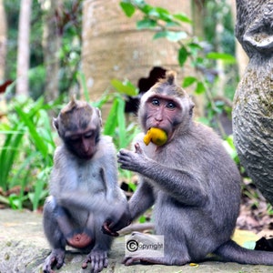 Ubud Monkey Forest in Bali, Indonesia - Professional Print (5x7, 8x10, 11x14), Bali Photography, Monkey Sanctuary