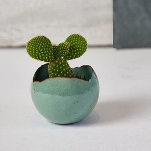 Pode incluir: Uma pequena planta de cacto verde em um vaso de cerâmica azul claro rachado. O vaso é redondo e tem uma superfície lisa e texturizada.