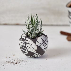 May include: A small succulent plant with white stripes on its leaves is potted in a black and white ceramic planter with a cracked glaze.